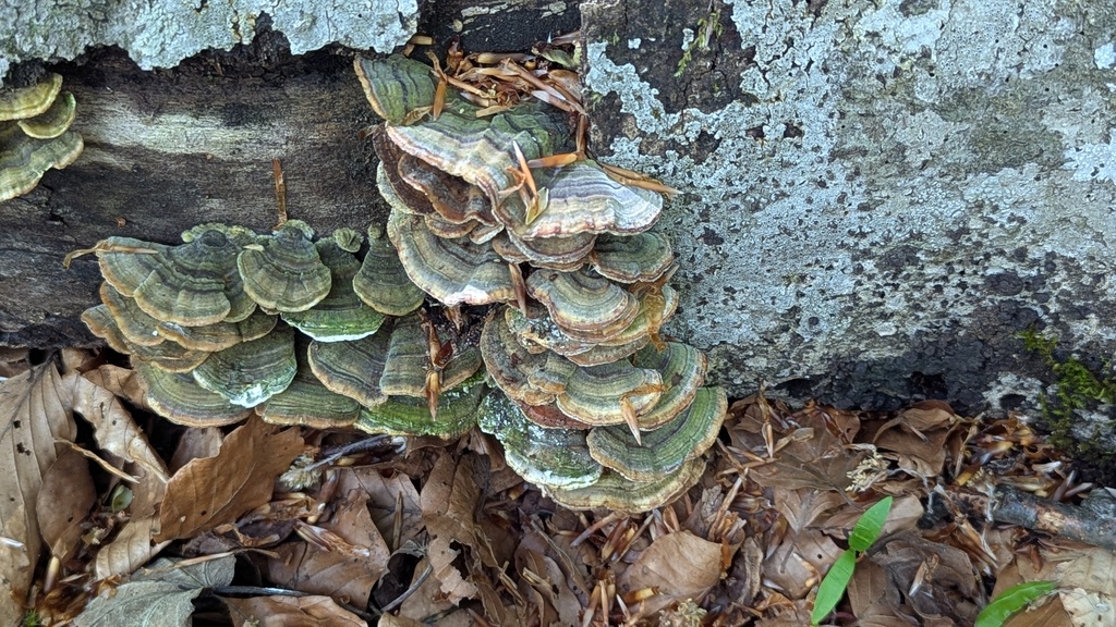 Trametes versicolor · April 2026 · photo: © rudolphous (iNaturalist, cc-by)