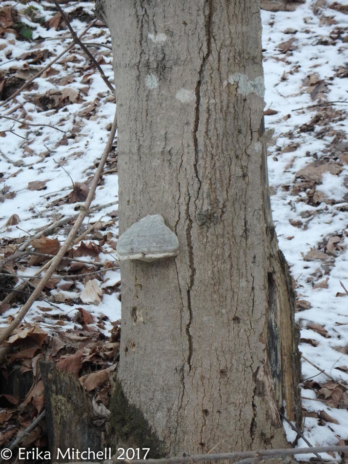 Fomes fomentarius image