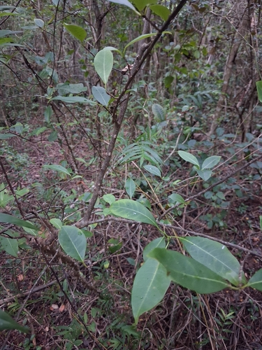 Zanthoxylum schreberi, photograph 2
