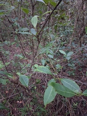 Zanthoxylum schreberi, photograph (c) Kurt Miller, some rights reserved (CC BY-SA)