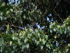 Patagioenas plumbea