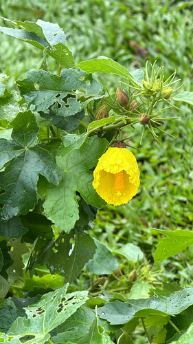 Hibiscus brackenridgei observed 2026-03-15