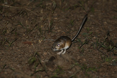 Dipodomys ordii