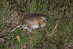 Dipodomys ordii