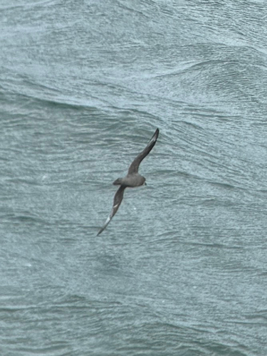 Murphy's Petrel (Pterodroma ultima), photo 6