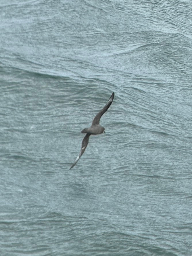 Murphy's Petrel (Pterodroma ultima), photo 6