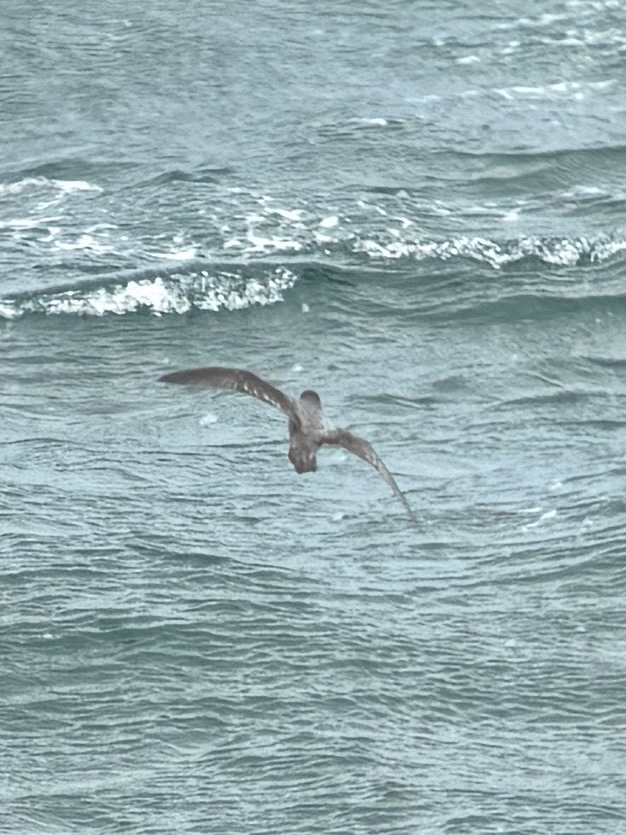 Murphy's Petrel (Pterodroma ultima), photo 5