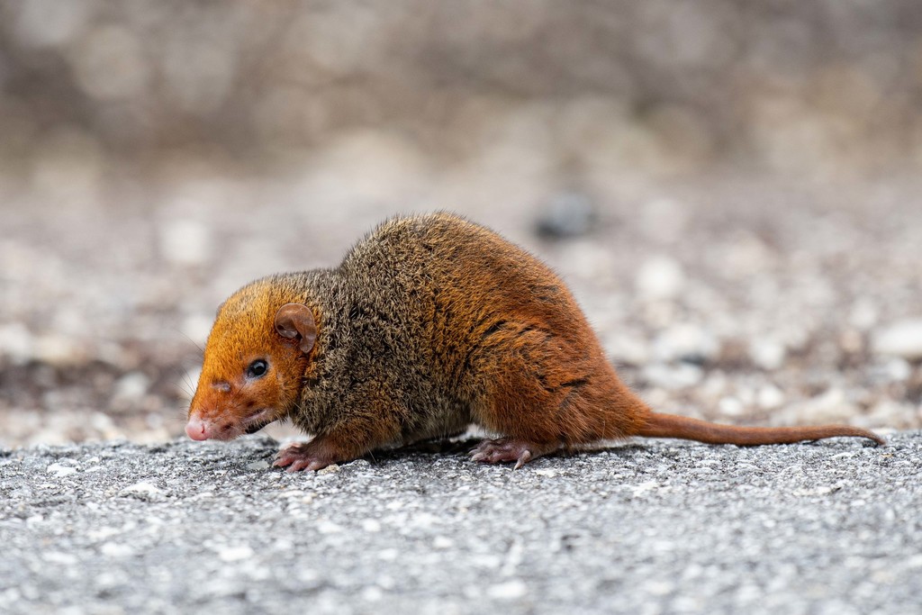 Long-Nosed Short-Tailed Opossum