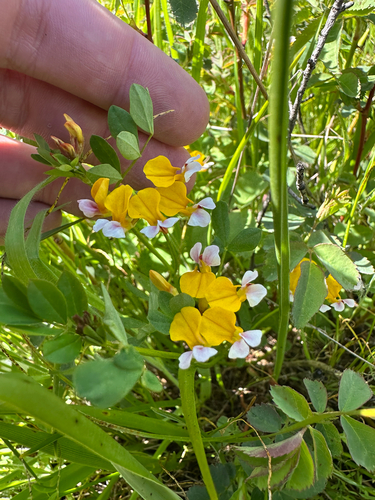 Hosackia pinnata, photograph 5