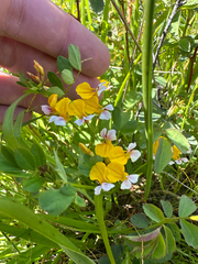 Hosackia pinnata, photograph (c) Kieran Hanrahan, some rights reserved (CC BY)