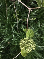 Viburnum lantana