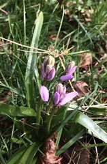 Hyacinthus orientalis