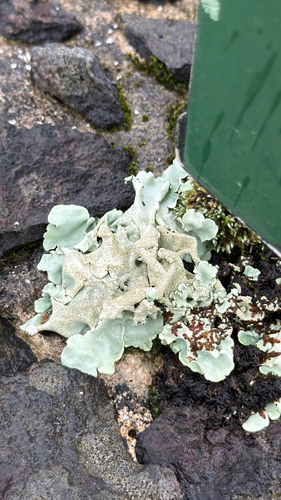Parmotrema tinctorum observed 2026-03-15
