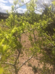 Forestiera pubescens pubescens