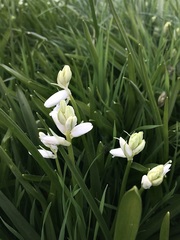 Hyacinthus orientalis