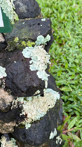 Parmotrema tinctorum observed 2026-03-15