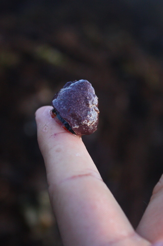 Tegula brunnea
