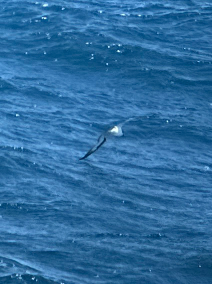Hawaiian Petrel (Pterodroma sandwichensis), photo 2