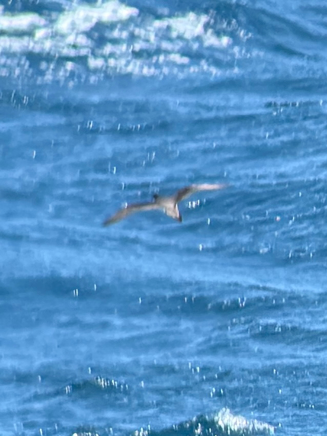 Hawaiian Petrel (Pterodroma sandwichensis), photo 6