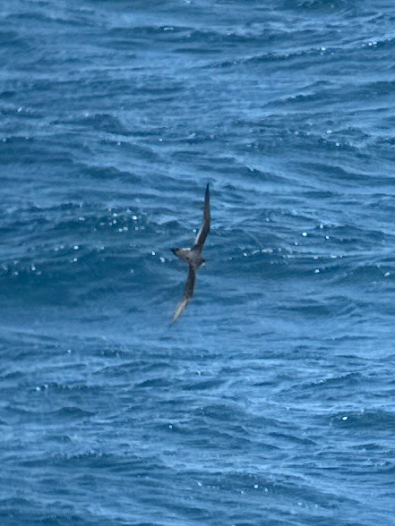 Hawaiian Petrel (Pterodroma sandwichensis), photo 8