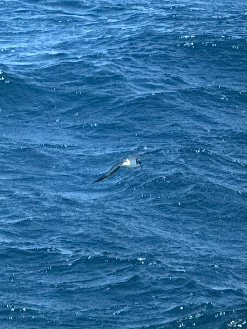Hawaiian Petrel (Pterodroma sandwichensis), photo 1