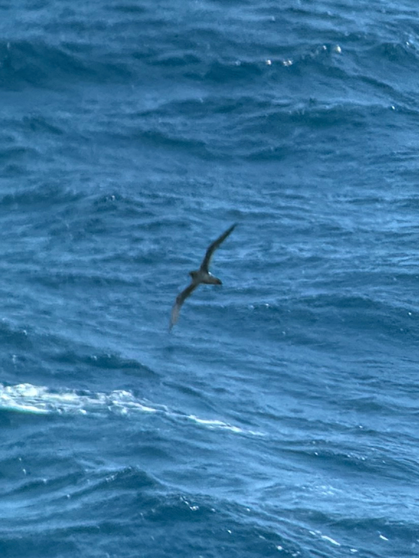 Hawaiian Petrel (Pterodroma sandwichensis), photo 7