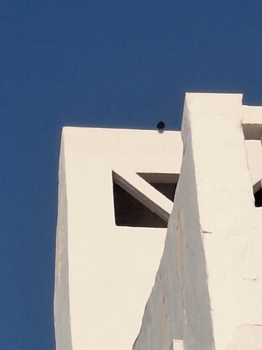 Avistamiento Estornino Negro