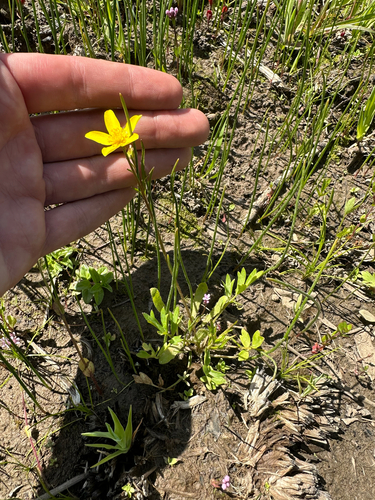 Ranunculus orthorhynchus, photograph 3