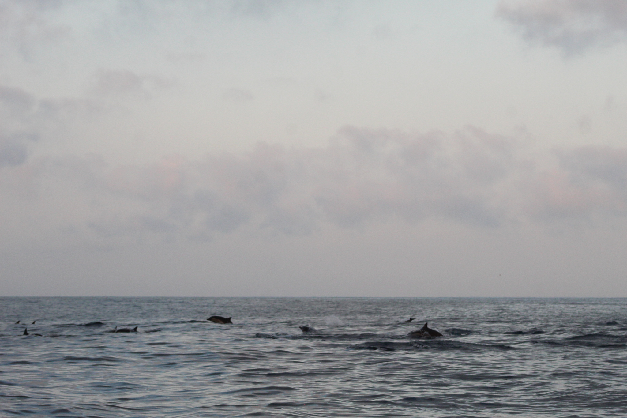 Delphinus delphis