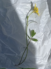 Ranunculus laxicaulis