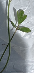 Ranunculus laxicaulis