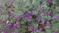 Dalea frutescens