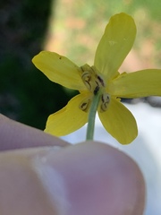 Ranunculus laxicaulis