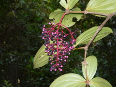 Medinilla speciosa