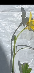 Ranunculus laxicaulis