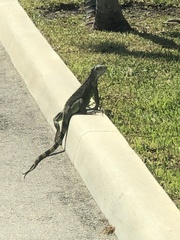 Iguana iguana