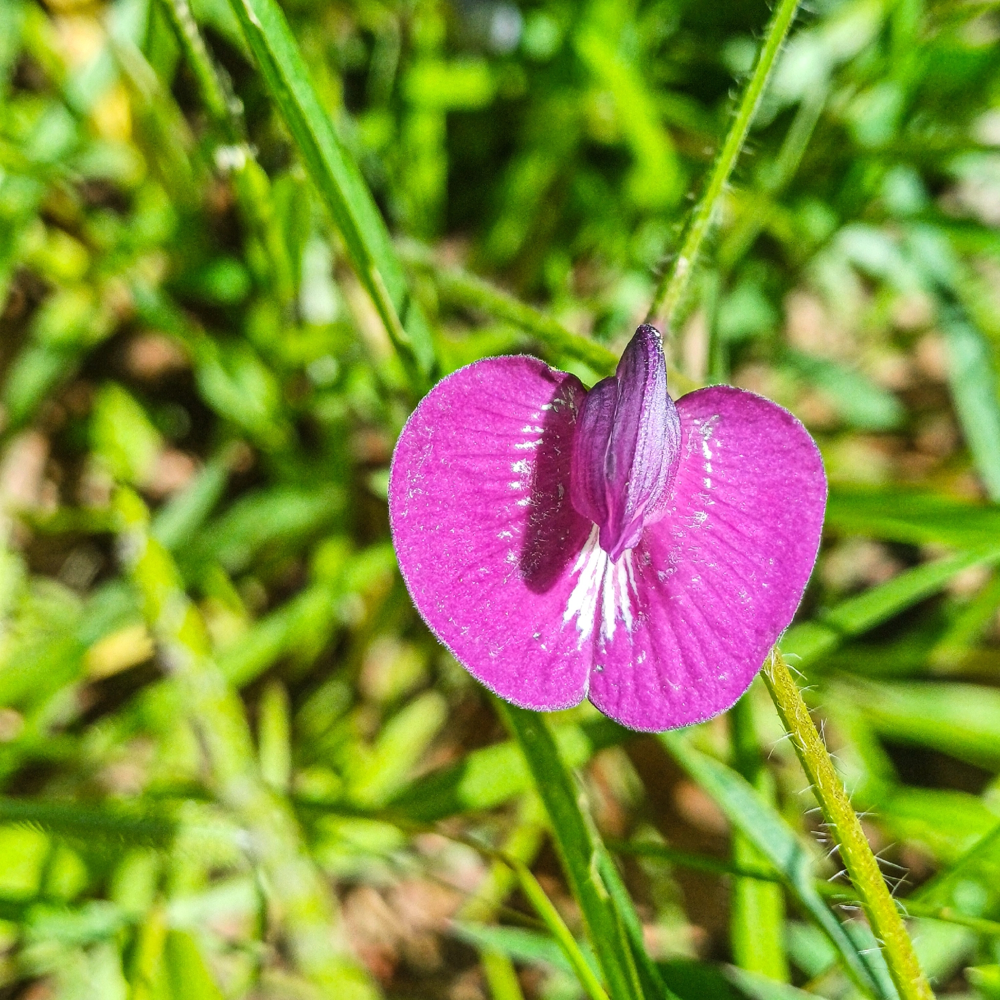 Centrosema pascuorum