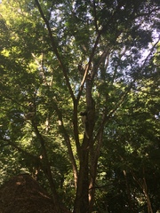 Propithecus coquereli