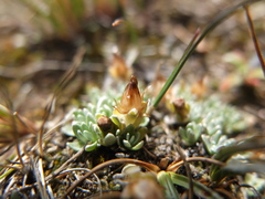 Gamochaeta lulioana