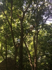 Propithecus coquereli