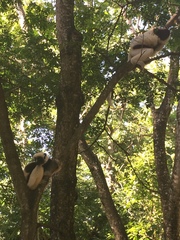 Propithecus coquereli