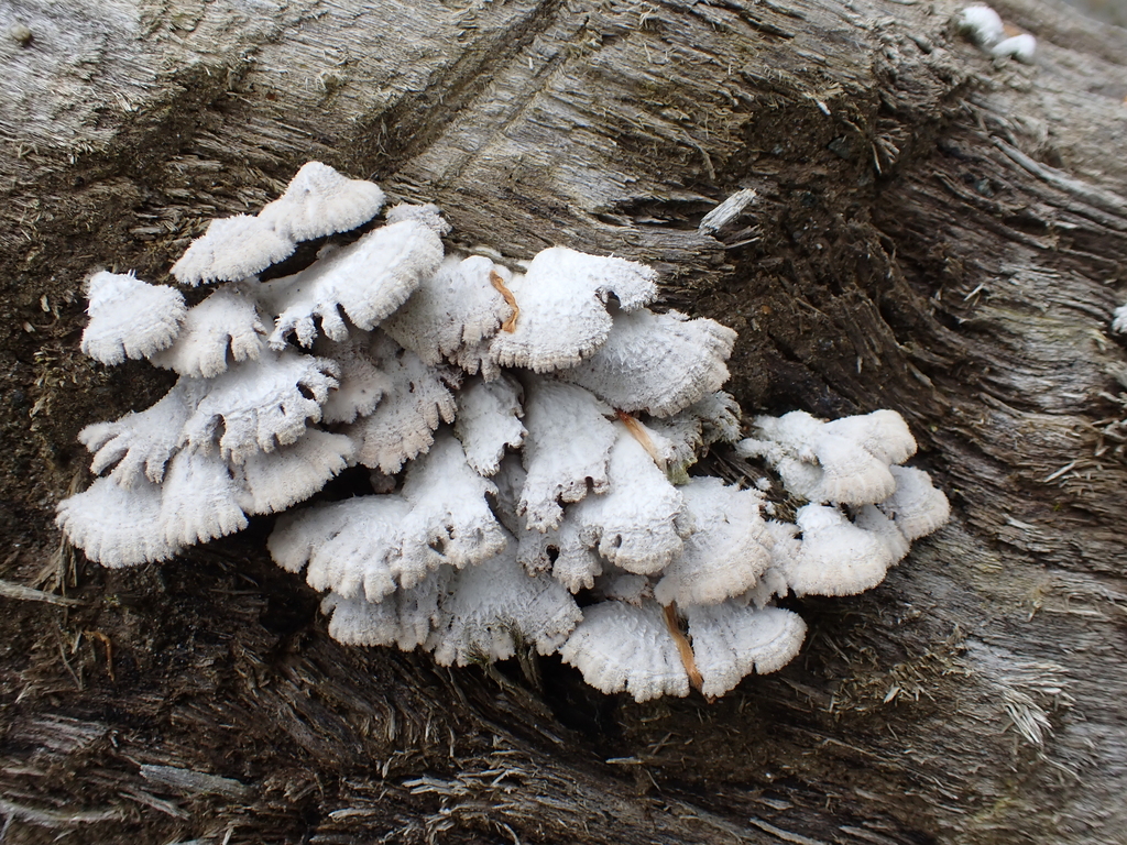 Schizophyllum commune · April 2026 · photo: © sylvain_eichhorn (iNaturalist, cc-by)
