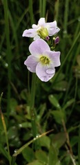 Cardamine polemonioides