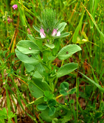 Ononis alopecuroides