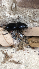 Pasimachus californicus