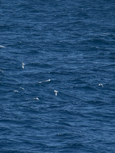 Sabine's Gull (Xema sabini), photo 10