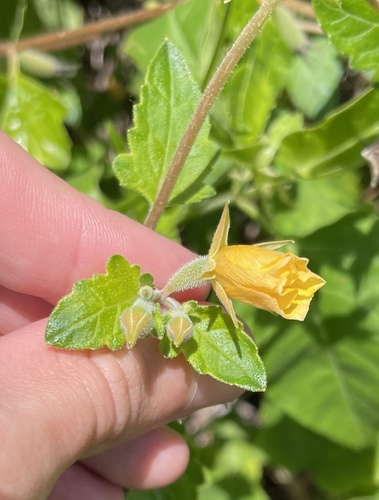 Mentzelia floridana, photograph 2