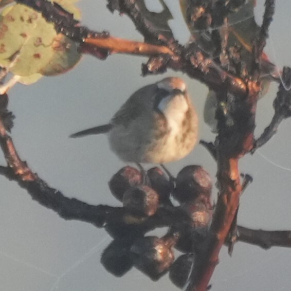 Tawny-crowned Honeyeater (Gliciphila melanops), photo 8