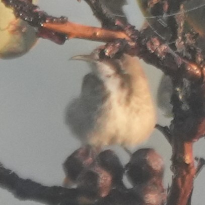 Tawny-crowned Honeyeater (Gliciphila melanops), photo 9