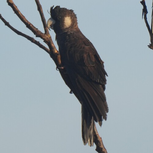 Baudin's Black Cockatoo (Zanda baudinii), photo 3